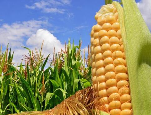 玉米收儲(chǔ)改革把農(nóng)民推向市場(chǎng)，什么玉米價(jià)格會(huì)漲？ 