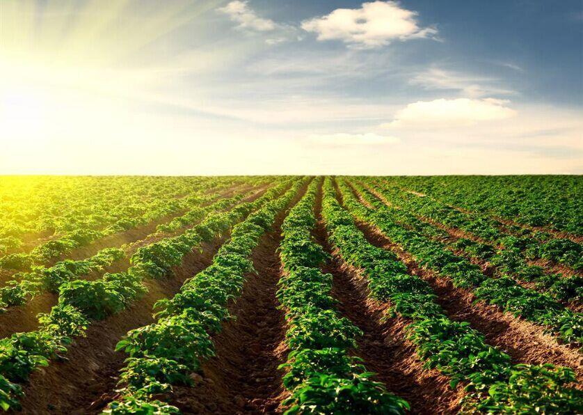 種業(yè)頂風(fēng)前行，必須看清十大形勢(shì)！