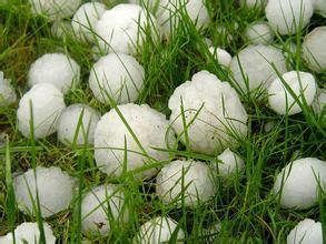 冰雹肆虐致多地作物絕收，急救措施可知曉？