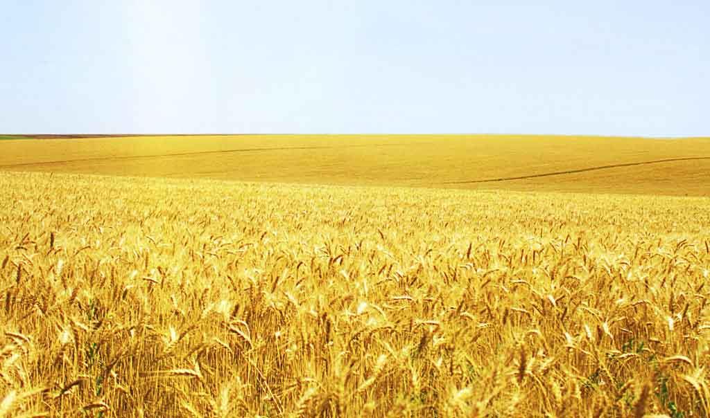 小麥冬前管理關(guān)鍵期，做好這些來年才能豐收豐產(chǎn)！