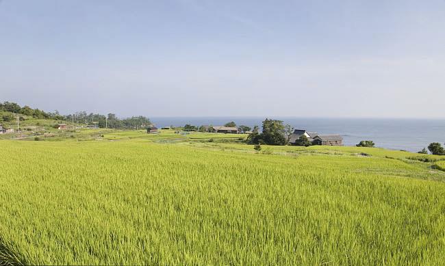 全國農(nóng)業(yè)技術(shù)推廣服務(wù)中心發(fā)布水稻病蟲情報(bào)，預(yù)計(jì)水稻紋枯病發(fā)生偏重