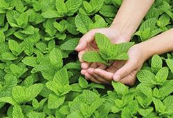 農(nóng)作物8月常見(jiàn)病蟲(chóng)害，怎樣防治見(jiàn)效快？