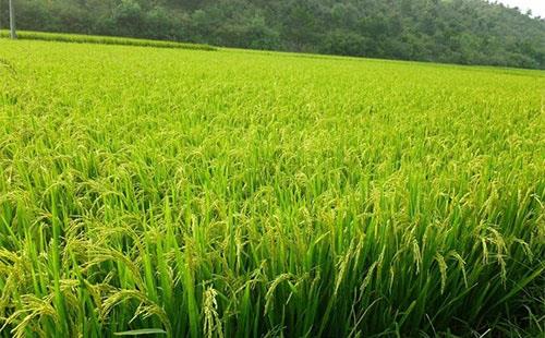 降溫需注意：稻田灌水，保灌漿防青枯