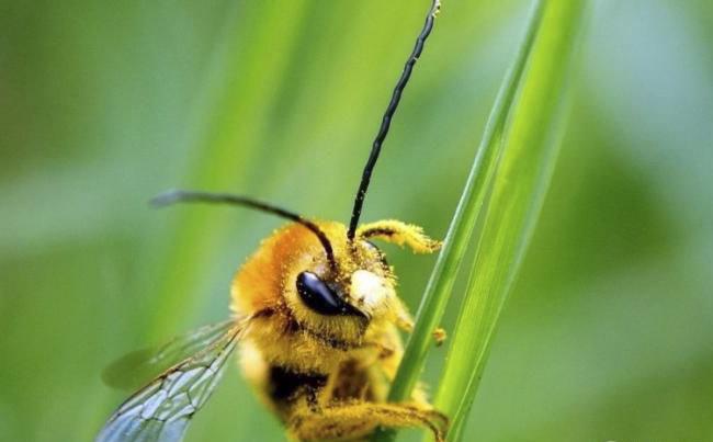 新煙堿類農(nóng)藥已進(jìn)入衰退期，呋蟲胺將何去何從？