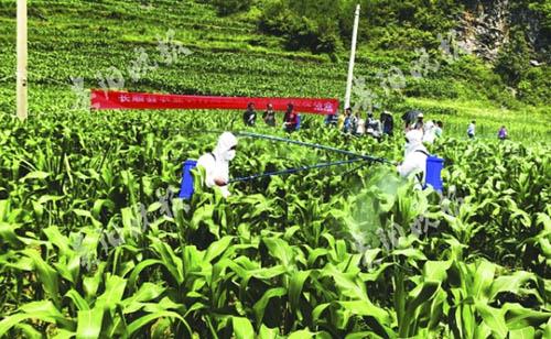 發(fā)生提前，5種藥劑退出國(guó)家推薦名單，今年草地貪夜蛾防控形勢(shì)依然嚴(yán)峻！