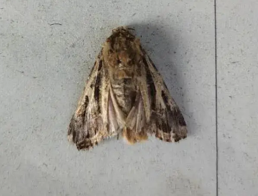 警惕！草地貪夜蛾已入侵河北省7個縣